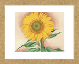 A Sunflower from Maggie, 1937  (Framed) -  Georgia O'Keeffe - McGaw Graphics