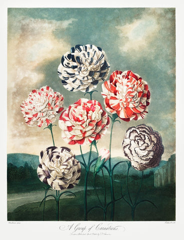 A Group of Carnations, 1807 -  Robert John Thornton - McGaw Graphics